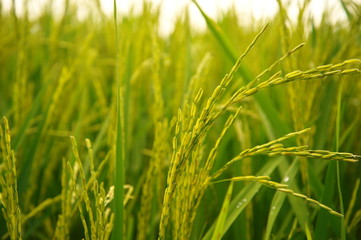 green rice field with grain