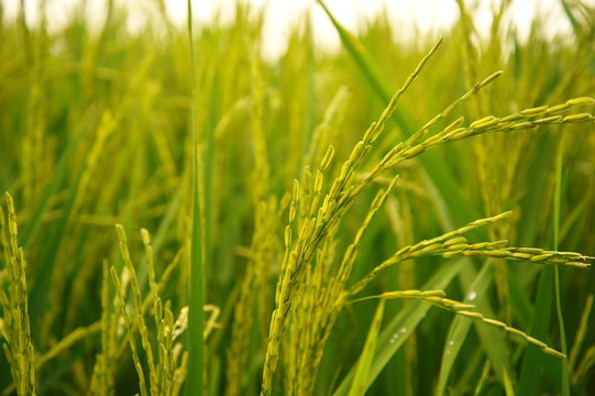 green rice field with grain