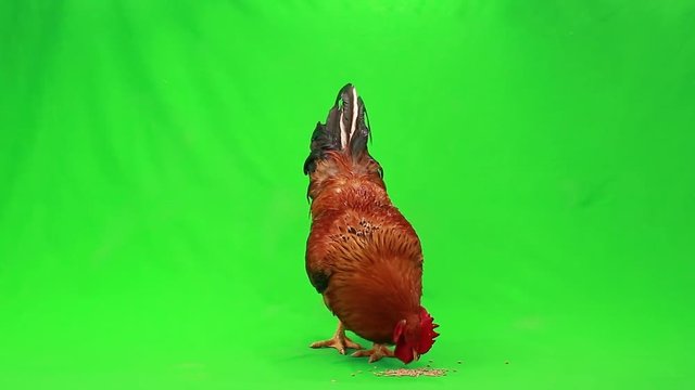 rooster pecks wheat on  green screen