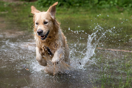 Cane razza golden retriever  giallo  nocciola che gioca  e si diverte nell&rsquo;acqua di un lago alpino