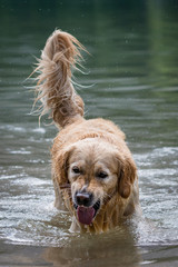 Cane razza golden retriever  giallo  nocciola nell’acqua di un lago alpino