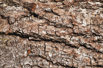 Wood bark background texture