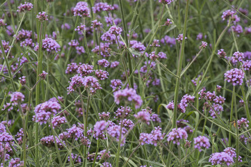 Fototapeta premium Blooming Verbena garden