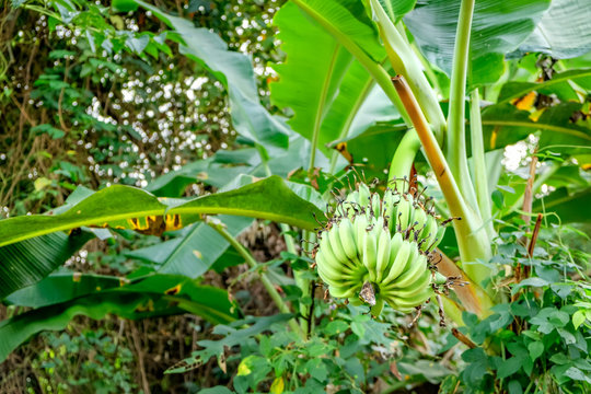 Unripe bananas in the jungle, soft focus.