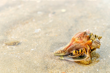 Hermit Crab in a screw shell on wet sand of a tropical sea beach, selective focus