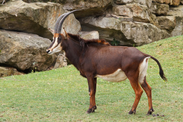 Rare sable antelope (Hippotragus niger)