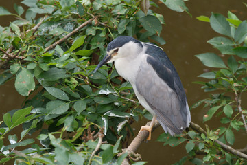 Black-Crowned Night Heron