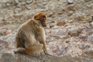 Barbary macaque, Barbary ape, or magot on a background of rocks.
