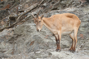 Pregnant female wild Caucasian tur on rock background
