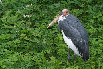 he adult bird marabou stork on a background of green plants. 
