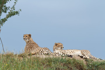 two wild leopard lying on the hill.
