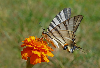 Scarce Swallowtail butterfly on marigold flower