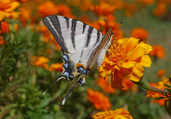 Swallowtail butterfly on marigold flower