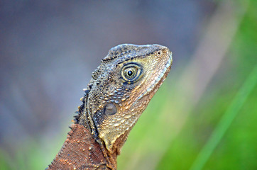 Close up of an Australian Eastern Water Dragon 