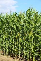 とうもろこし畑