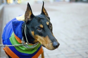 Doberman Pinscher waits for his owner, portrait, closeup.
