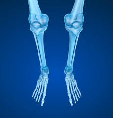 Foot human radiography scan, Medically accurate 3D illustration