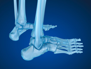 Obraz premium skeletal foot , Medically accurate 3D illustration