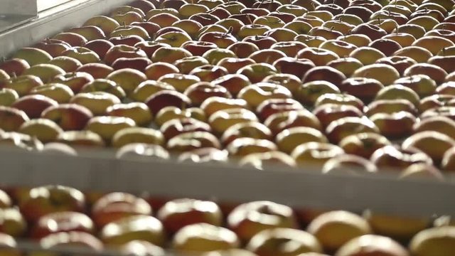 Apples on a sorting table in a warehouse