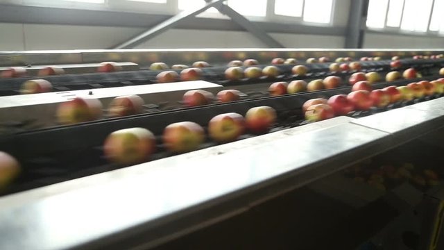 Apples on a sorting table in a warehouse
