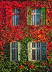 Windows at autumn