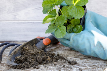 Gardening tools