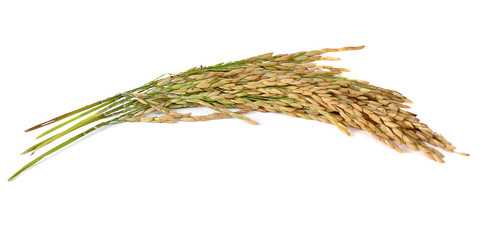 paddy rice seed on a white background