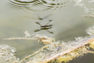 Gerridae runs across the lake