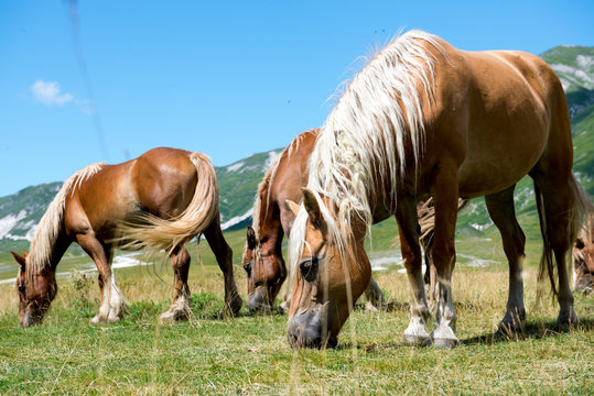 la coppia di montagna toro e mucca