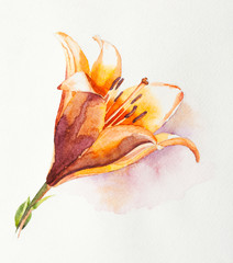 Watercolor painting of yellow lilies on a stalk.