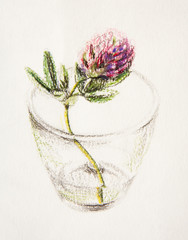 Drawing oil pastel. clover flower in a glass of water.