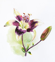 Watercolor painting of purple lily flower.