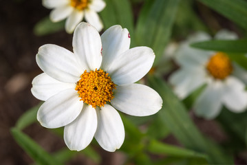Closeup of white cosmos flowers in a garden on a sunny summer day