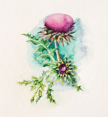 Watercolor painting of thistle flower.