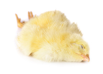 die chick on white background