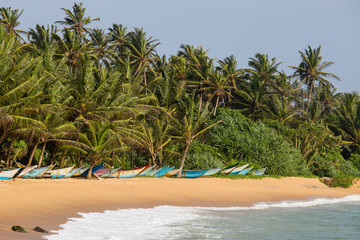 Coconut palm trees and wooden boats on the sand beach