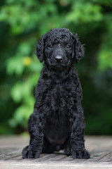 black curly coated retriever puppy posing outdoors