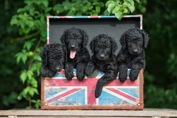 four happy puppies in a box © otsphoto