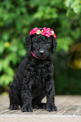 curly coated retriever puppy