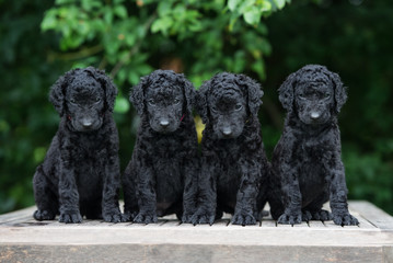 four adorable curly puppies