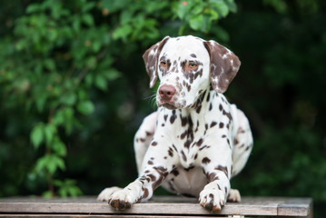 dalmatian dog portrait outdoors - obrazy, fototapety, plakaty