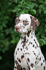 dalmatian dog portrait outdoors