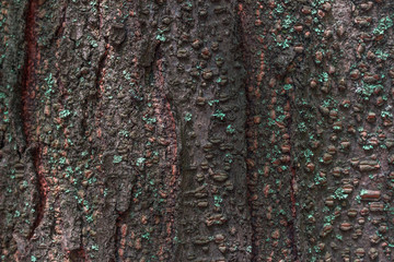 The bark of the tree with kidneys