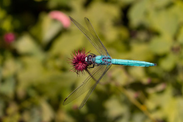 Dragonfly like a flower