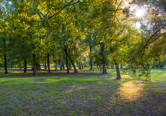 Fototapeta premium Sadzenie w parku