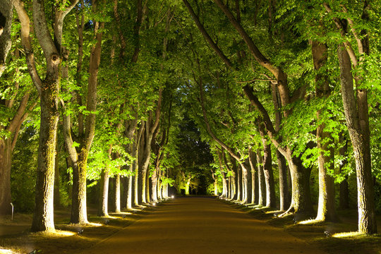 Trees by Night