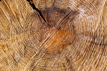 Naklejka premium wooden cut texture