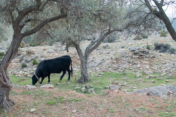 grazing spanish cows