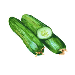 Three cucumber. Isolated on white background. Watercolor illustr