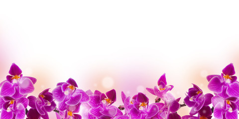 Floral background of tropical orchids and butterfly